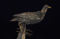 藏品(董雞)的圖片